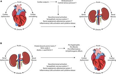 Toward Human Models of Cardiorenal Syndrome in vitro